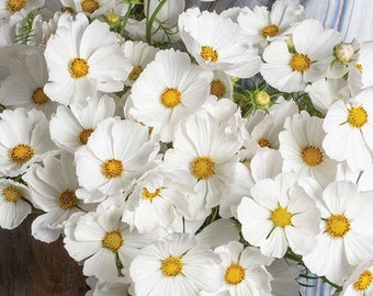 以下が含まれることがあります： 黄色い中心を持つ白いコスモスの花のブーケのクローズアップ。 花びらは繊細で層状になっており、ふっくらとした質感のある外観を作り出しています。 花は自然で有機的なスタイルで配置されています。
