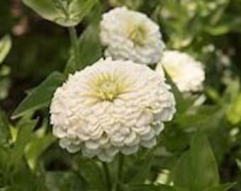 Benarys Giant White Zinnia Seed-25ct/50ct/100ct-Sold by Farmlander