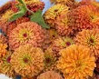 Queeny Lime Orange Zinnia Seed-25ct/50ct/100ct-Sold by Farmlander