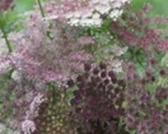Dara-Chocolate Queen Anne’s Lace Seeds-25ct/50ct/100ct-Sold by Farmlander