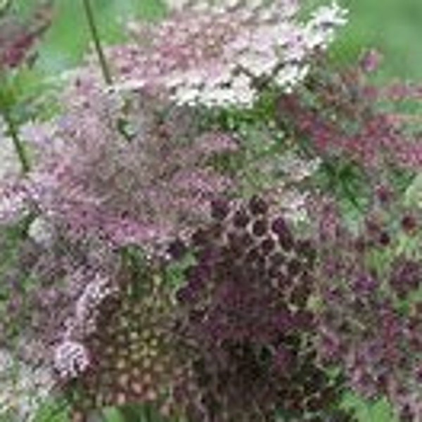 Dara-Chocolate Queen Anne’s Lace Seeds-25ct/50ct/100ct-Sold by Farmlander