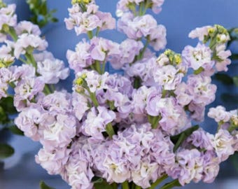 25ct/50ct/100ct Stock Seed Iron Marine-by Farmlander