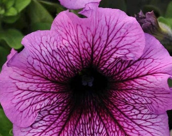 Petunia "Sugar" Seed -Daddy Series-25ct/50/100ct-Sold by Farmlander