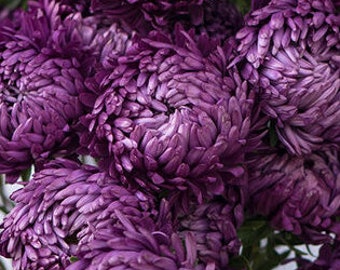 Op de afbeelding: Een boeket paarse asterbloemen met een pluche, gelaagde textuur. De bloemen zitten dicht op elkaar en creëren een dichte en levendige weergave.