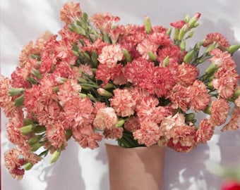Carnation Chabaud Orange Sherbet Seed-25ct/50ct/100ct-Dianthus-Sold by Farmlander