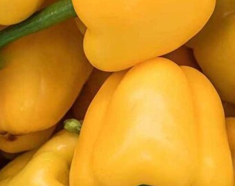 Mini Yellow Bell Sweet Pepper Seed- Sold by Farmlander
