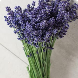 May include: A fresh bouquet of lavender, featuring vibrant purple flower heads and long green stems. The flowers are tightly clustered, creating a full and textured appearance. The stems are tied together, showcasing a natural and rustic aesthetic.