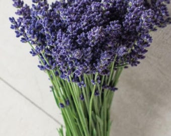 10 ct-Lavender Ellagance Seed-Sold by Farmlander