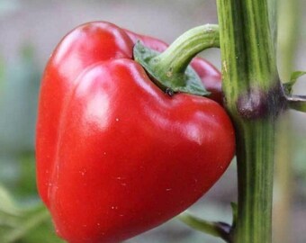 Mini Red Bell Sweet Pepper Seed- Sold by Farmlander