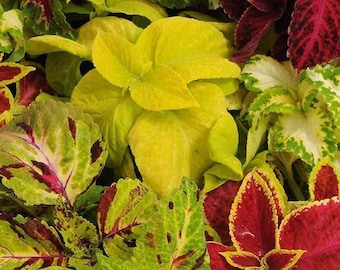 Op de afbeelding: Een close-up van een verscheidenheid aan Coleus-planten met bladeren in tinten groen, geel, rood en wit.