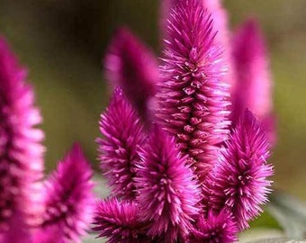 Op de afbeelding: Een groep levendige magenta celosia bloemen met gevederde pluimen, bloeiend in een tuin.