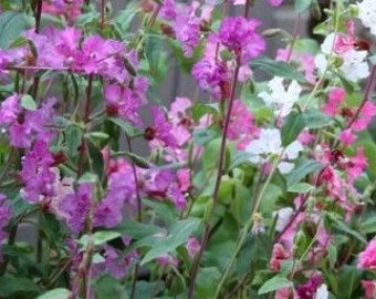 以下が含まれることがあります： 緑の葉を持つピンクと白の花の集まり。花は満開で、繊細な外観をしています。