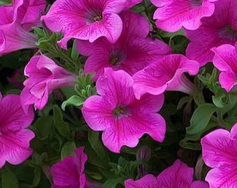 Op de afbeelding: Een close-up van een groep felroze petunia's in volle bloei. De bloemen hebben een delicate, gekrulde textuur en zijn gerangschikt in een weelderige, groene tuinomgeving.