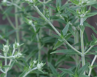 Mountain Mint Seed-100ct-Sold by Farmlander