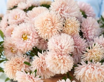 25ct/50ct Aster King Size Apricot Seed-Sold by Farmlander