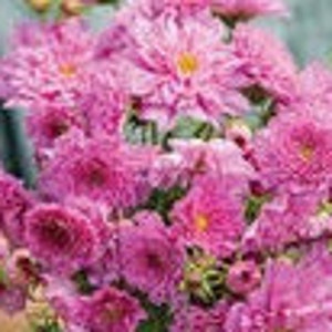 May include: A bouquet of pink cosmos flowers with yellow centers. The flowers are in full bloom and have a delicate, ruffled appearance.