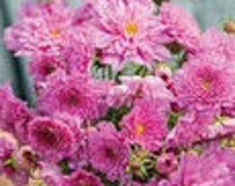 Double Click Rose Bon Bon Cosmos 25ct/50ct/100ct Seeds-Sold by Farmlander