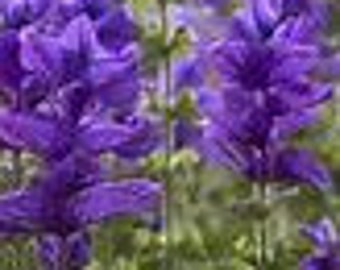 以下が含まれることがあります： 緑色の茎と葉を持つ紫色の花畑。花は満開で、繊細で羽毛のような外観をしています。