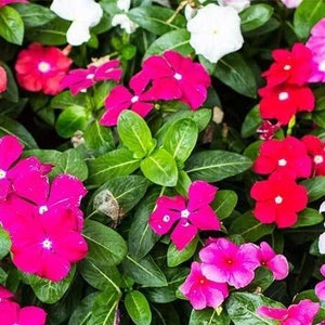 May include: A close-up of a bed of pink, red, and white flowers. The flowers are in full bloom and have a delicate, ruffled appearance. The flowers are surrounded by green leaves.