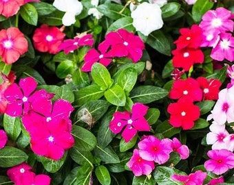Op de afbeelding: Een close-up van een bed van roze, rode en witte bloemen. De bloemen staan ​​in volle bloei en hebben een delicate, gekrulde uitstraling. De bloemen worden omringd door groene bladeren.