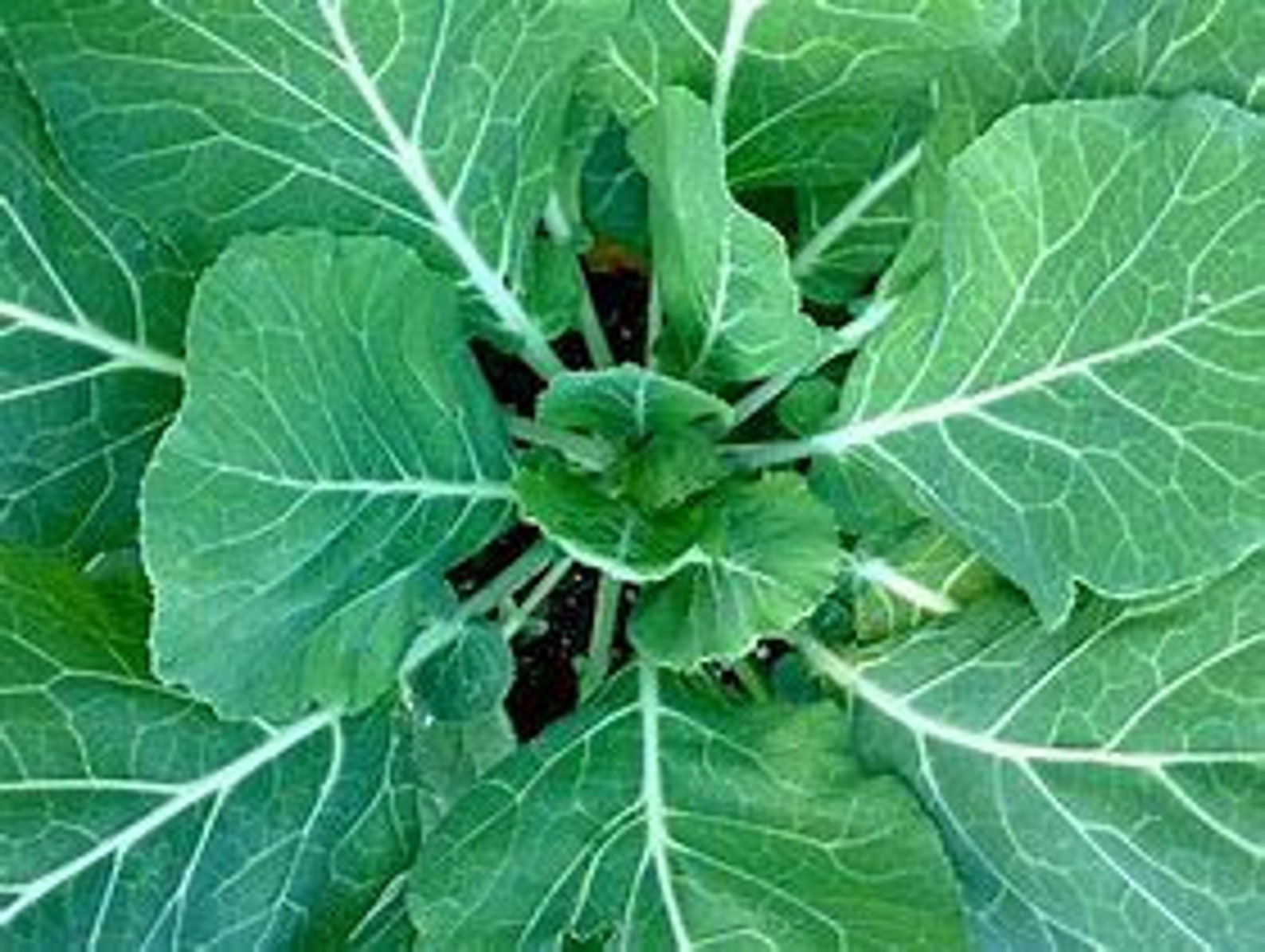 4 Live Collard Plants Southern Variety Etsy