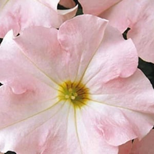 25ct/50ct-Petunia Appleblossom Seed -Dreams SeriesSold by Farmlander