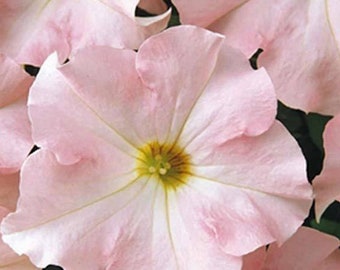 25ct/50ct-Petunia Appleblossom Seed -Dreams SeriesSold by Farmlander