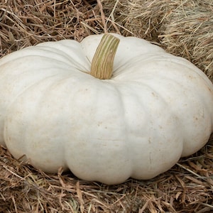 May include: A large, white pumpkin with a ribbed surface and a green and tan stem. The pumpkin is sitting on a bed of hay. This decorative gourd is perfect for fall and autumn displays.