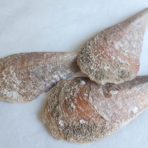 Grandi conchiglie naturali: decorazione marina mediterranea - 9,84 pollici