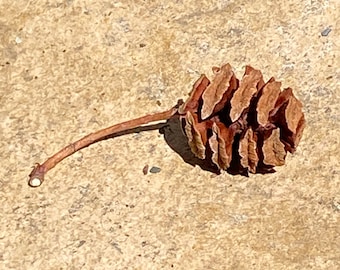 50 Dawn Redwood Cones • Natural Craft Supplies • Small Pinecones for DIY, Wreaths, Ornaments, Rustic Wedding Decor