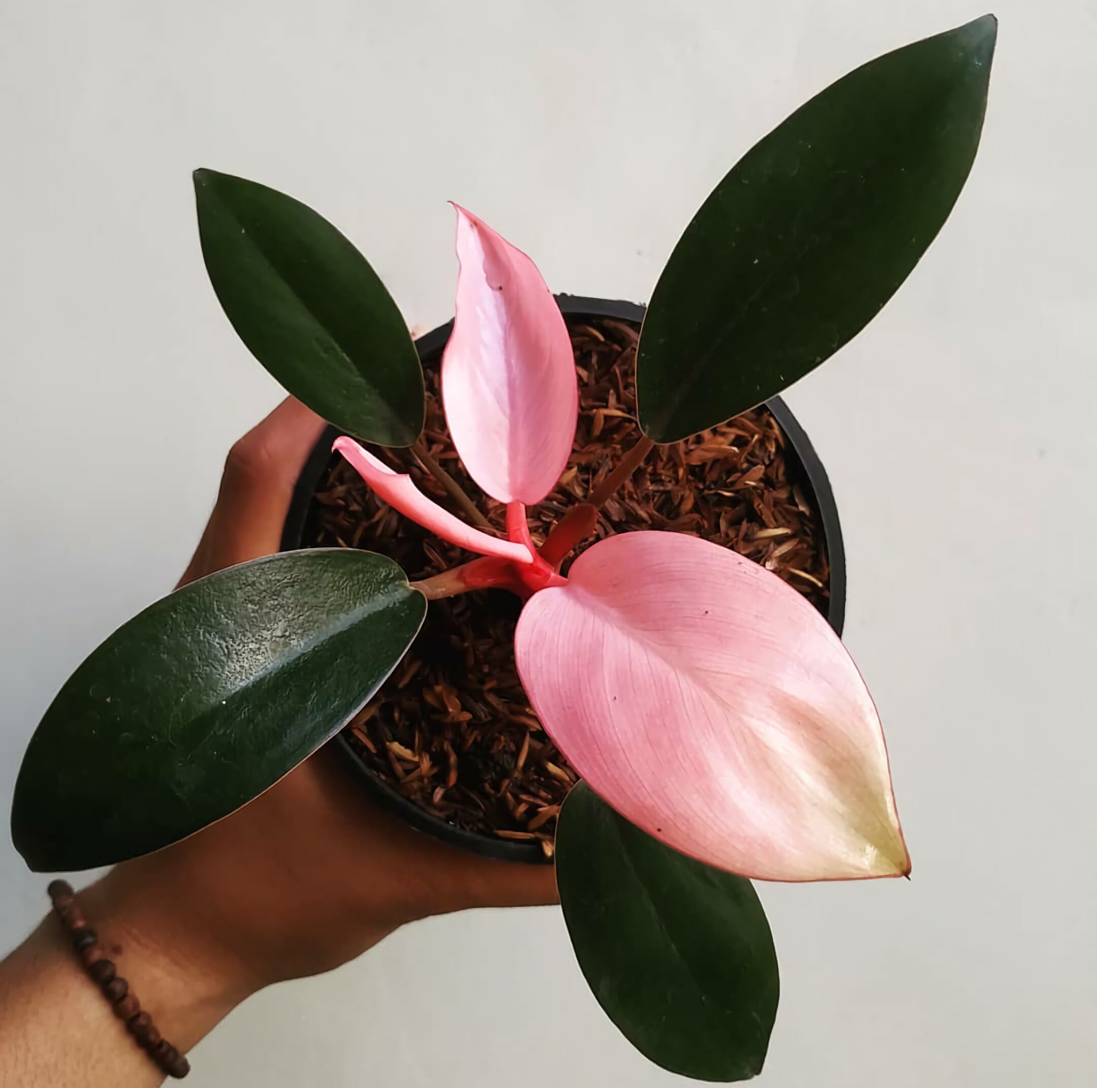 Philodendron Pink Compact Congo Rare Plant Free Phytosanitary | Etsy