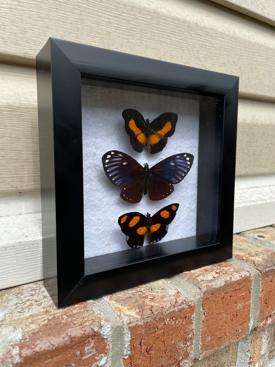 Multi butterfly shadowbox Etsy