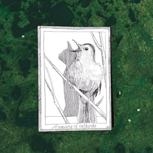 Catbirds - Themed Bird Postcards - Hand Drawn and Printed, Illustrative Black and White Art