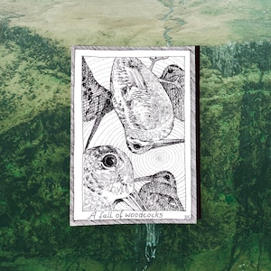 Bécasses - cartes postales sur le thème des oiseaux - dessinées et imprimées à la main, illustration en noir et blanc, fournitures pour journaux indésirables