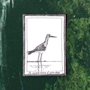 Yellowlegs - Themed Bird Postcards - Hand Drawn and Printed, Illustrative Black and White Art