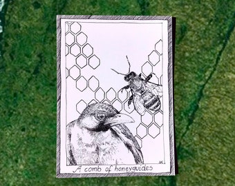 Honeyguides - Themed Bird Postcards - Hand Drawn and Printed, Illustrative Black and White Art