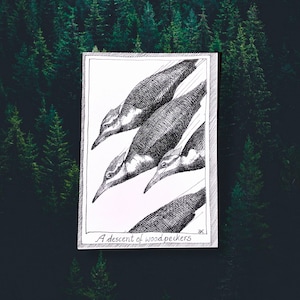 Woodpeckers - Themed Bird Postcards - Hand Drawn and Printed, Illustrative Black and White Art