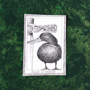 Mallards - Themed Bird Postcards - Hand Drawn and Printed, Illustrative Black and White Art