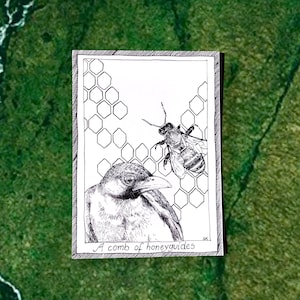 Honeyguides - Themed Bird Postcards - Hand Drawn and Printed, Illustrative Black and White Art