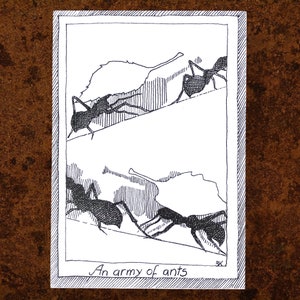 May include: Black and white line drawing of two ants crawling on leaves. The drawing is framed in a black border and the text "An army of ants" is written below the image.