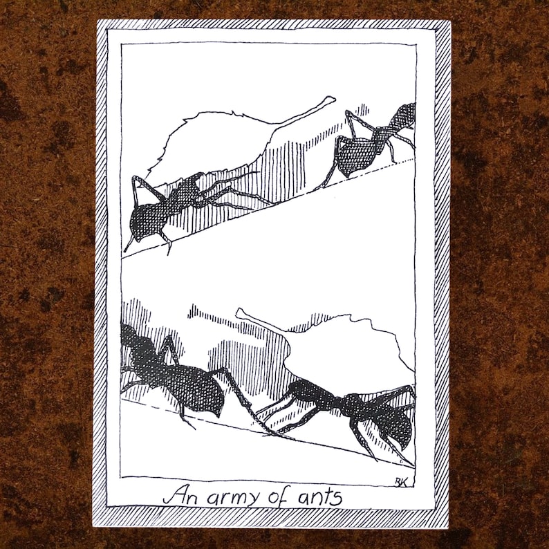 May include: Black and white line drawing of two ants crawling on leaves. The drawing is framed in a black border and the text "An army of ants" is written below the image.