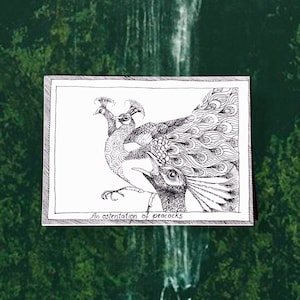 Peacocks - Themed Bird Postcards - Hand Drawn and Printed, Illustrative Black and White Art