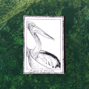 Pellicani - Cartoline a tema uccelli - Disegnate e stampate a mano, illustrazioni in bianco e nero