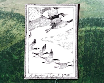 Canadese ganzen - vogelpostkaarten met thema - handgetekende en gedrukte, illustratieve zwart-witte kunst