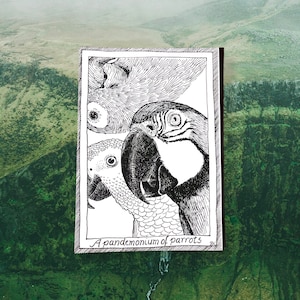 Parrots - Themed Bird Postcards - Hand Drawn and Printed, Illustrative Black and White Art