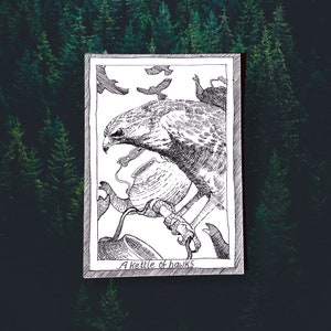 Hawks - Themed Bird Postcards - Hand Drawn and Printed, Illustrative Black and White Art