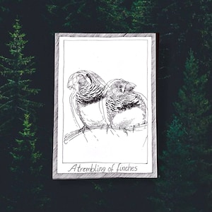 Finches - Themed Bird Postcards - Hand Drawn and Printed, Illustrative Black and White Art