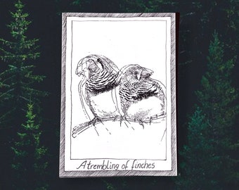 Finches - Themed Bird Postcards - Hand Drawn and Printed, Illustrative Black and White Art