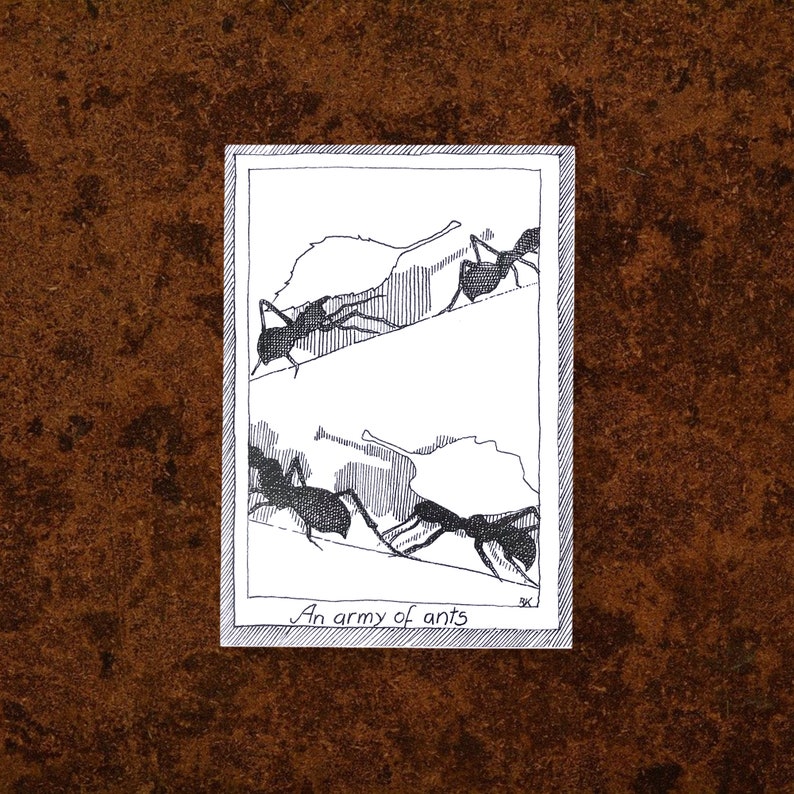 May include: A black and white line drawing of ants crawling on leaves. The drawing is framed in a white border with the text "An army of ants" at the bottom.