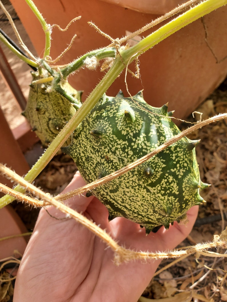 Kiwano Melon Seeds Jelly Melon African Horned Melon Heat Etsy
